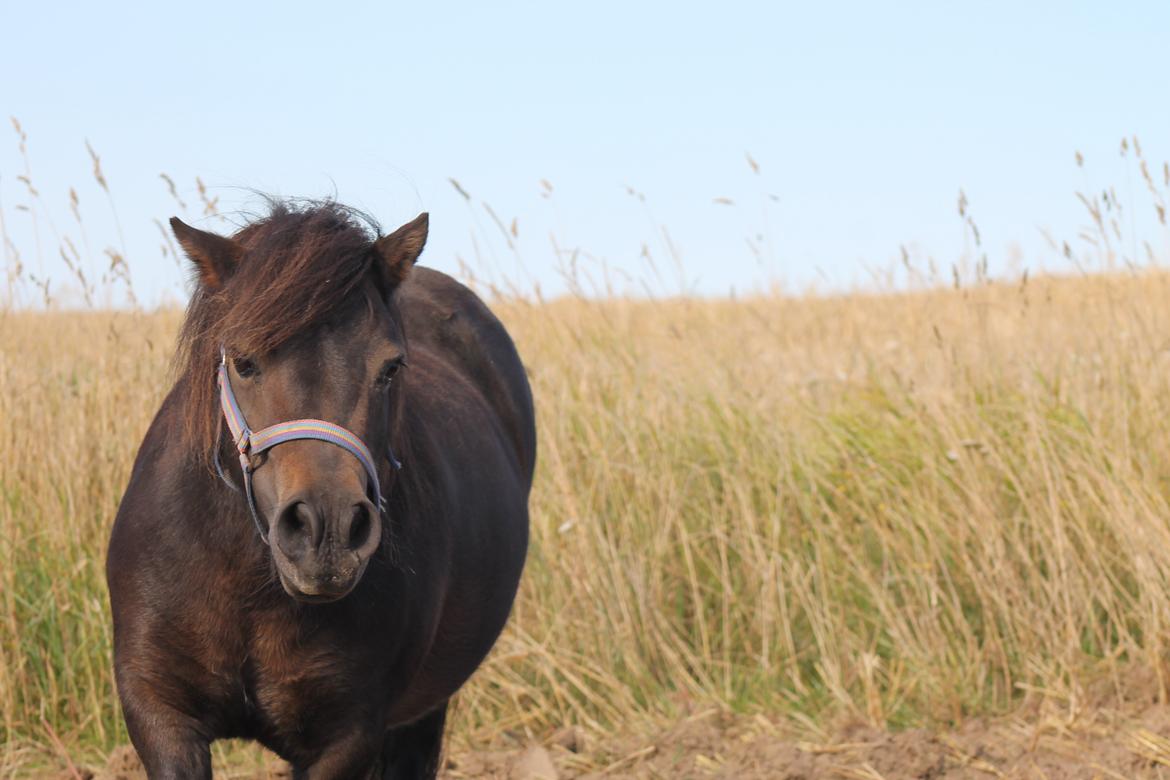 Shetlænder Hedelunds Malou - kan du forstille dig en slank shetlænder <3 billede 19