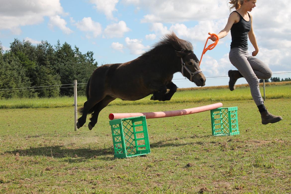 Shetlænder Hedelunds Malou billede 20