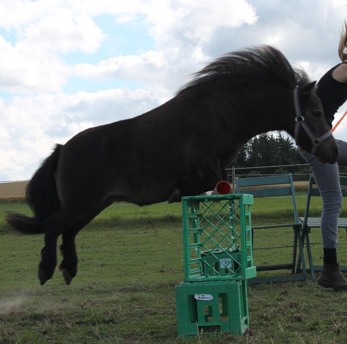 Shetlænder Hedelunds Malou - Malou springer sin egen højte <3 billede 2