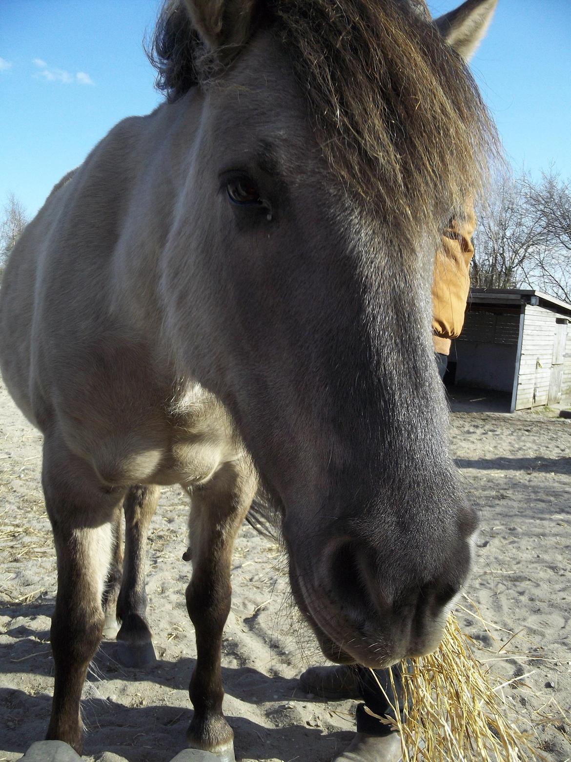 Konik Polski Grana<3 ( Himmelhest) Savner dig min ven billede 19