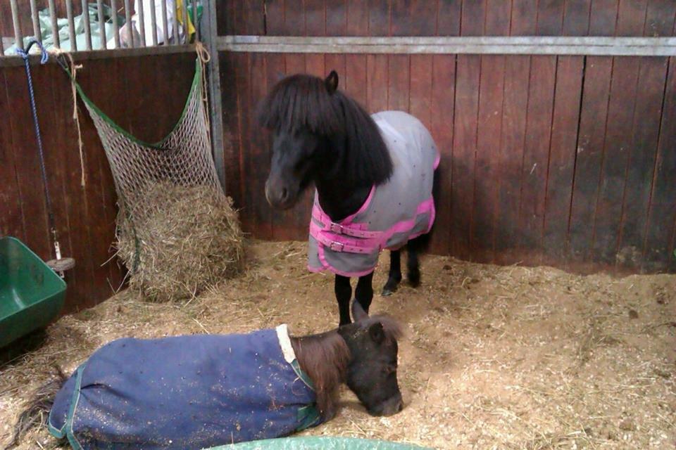 Miniature Ludvig (R.I.P d 15/7-15) billede 11