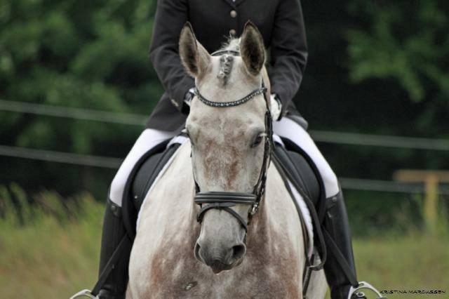 Anden særlig race Milancio S billede 19