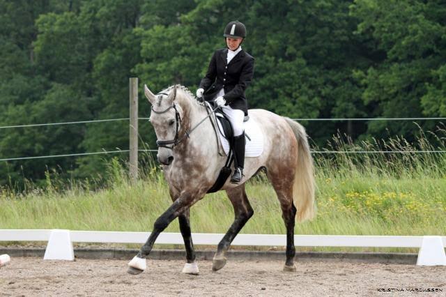 Anden særlig race Milancio S billede 20