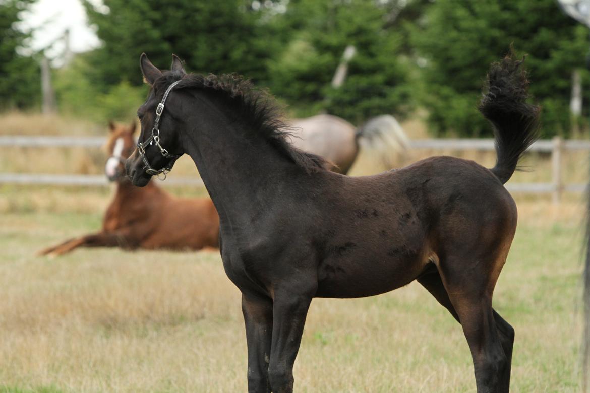 Arabisk fuldblod (OX) SAF Jamar Z - 3. september 2013 billede 34