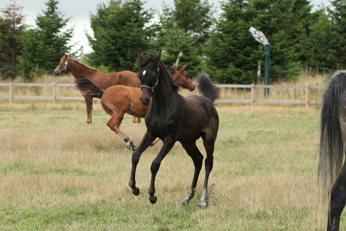Arabisk fuldblod (OX) SAF Jamar Z - 3. september 2013 billede 35