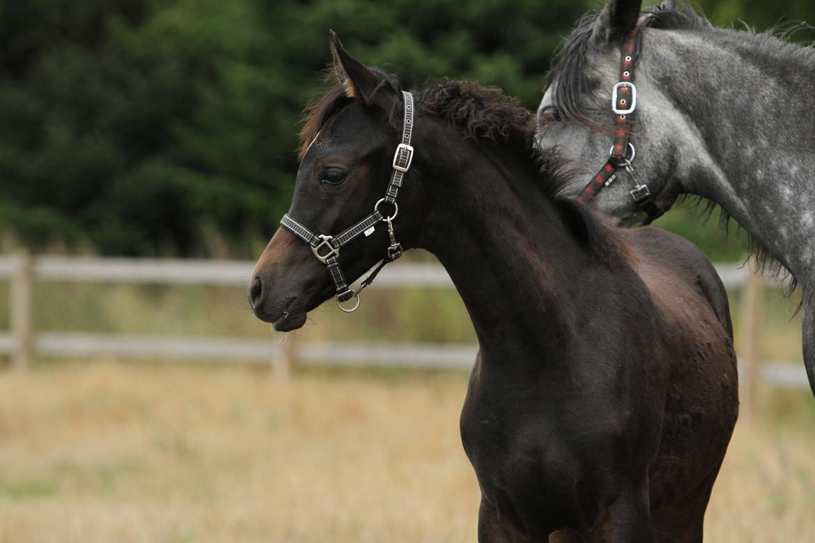 Arabisk fuldblod (OX) SAF Jamar Z - 3. september 2013 billede 36
