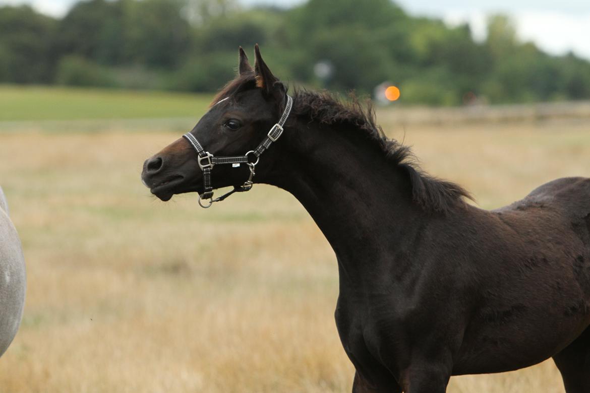 Arabisk fuldblod (OX) SAF Jamar Z - 3. september 2013 billede 37