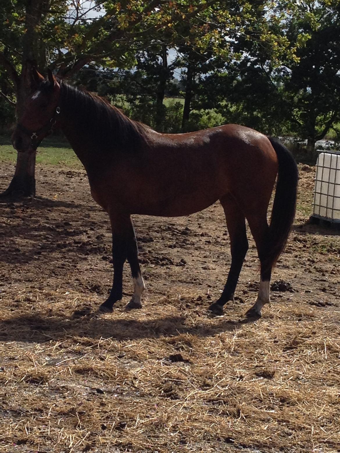 Pinto Søgård's midnight bliver kaldt diva billede 2