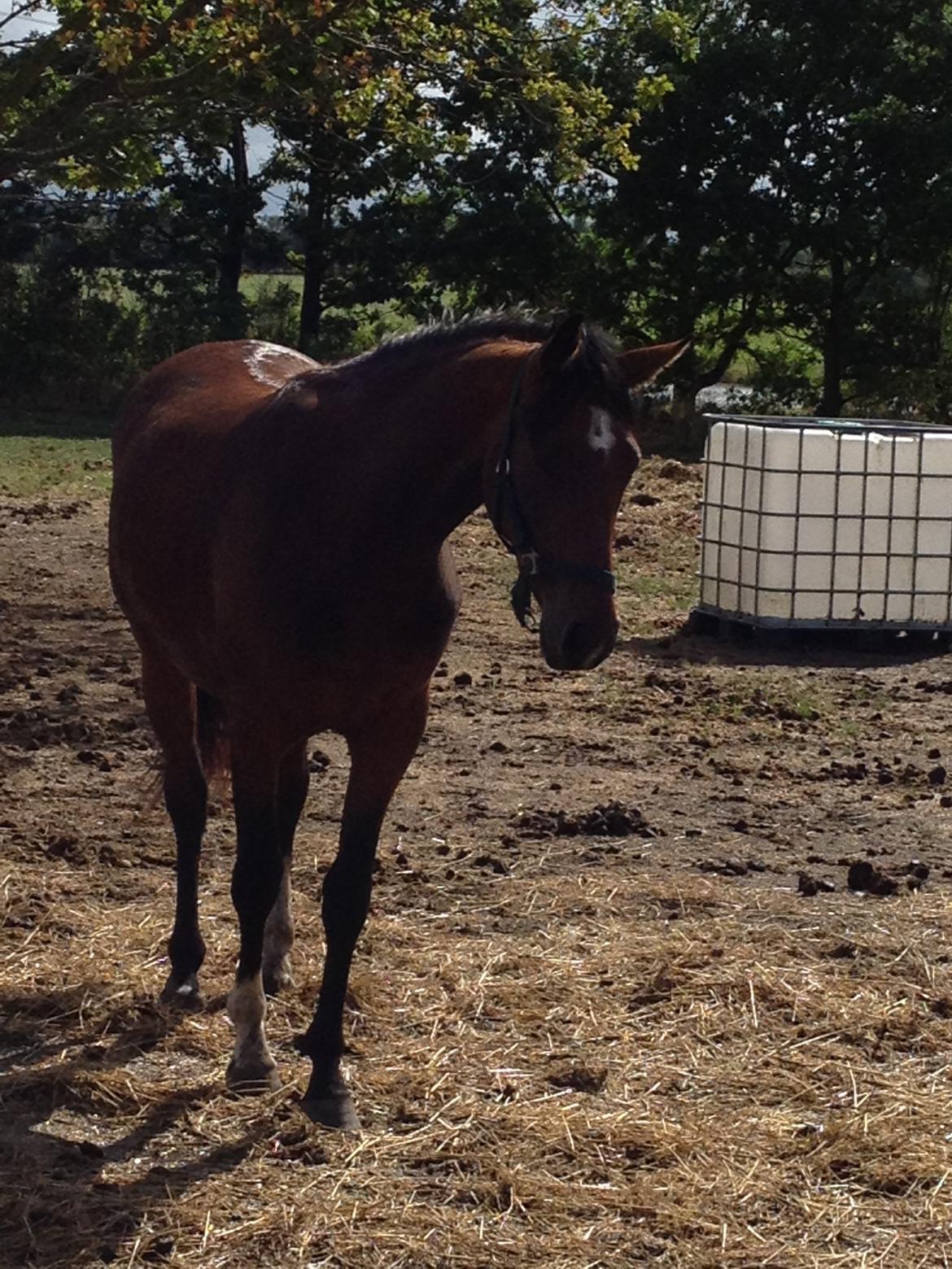 Pinto Søgård's midnight bliver kaldt diva billede 3