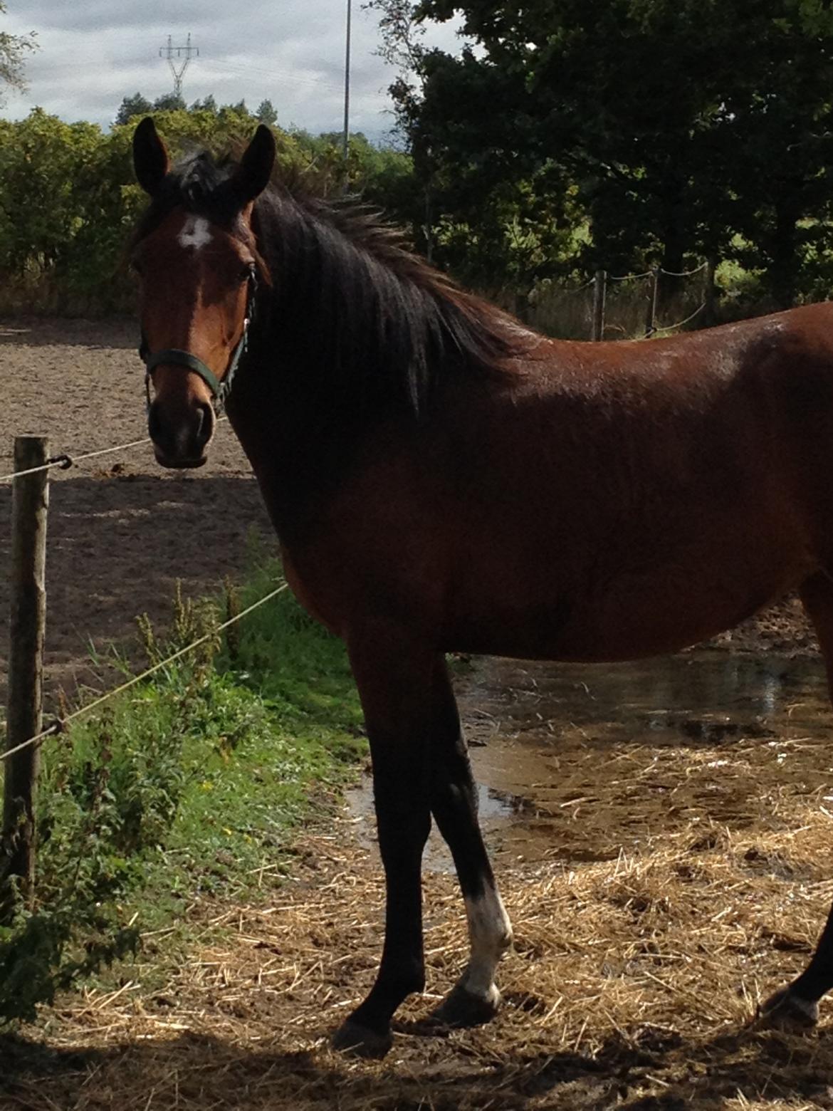 Pinto Søgård's midnight bliver kaldt diva billede 5