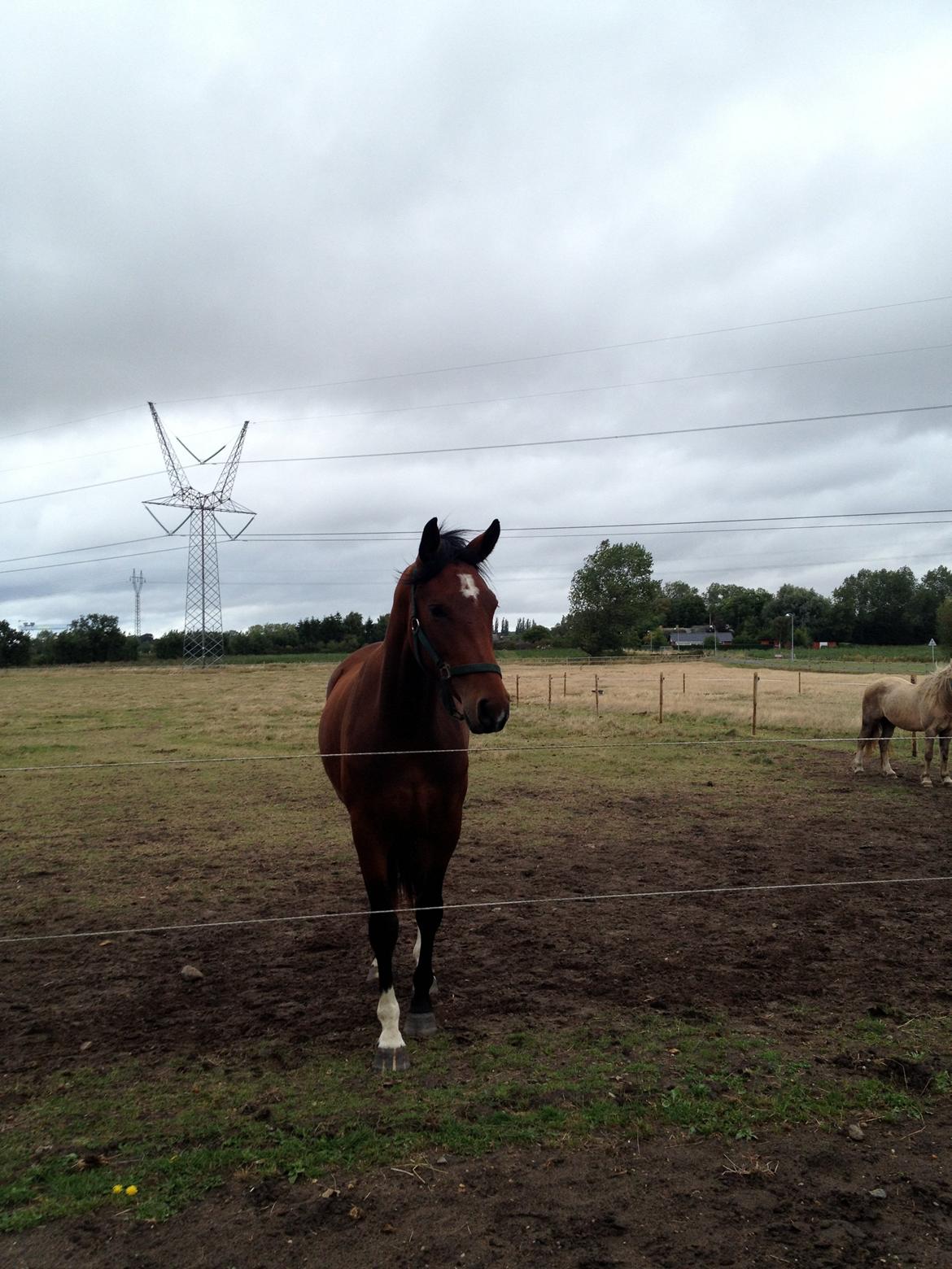Pinto Søgård's midnight bliver kaldt diva billede 7