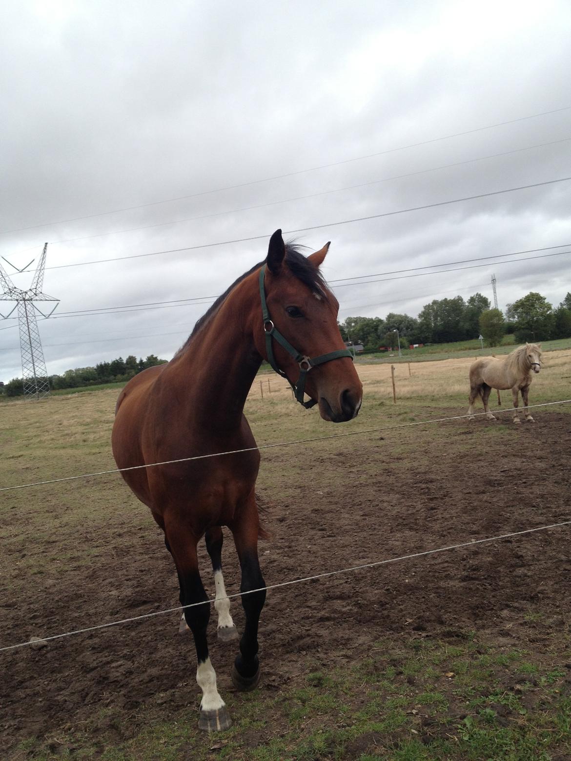 Pinto Søgård's midnight bliver kaldt diva billede 8