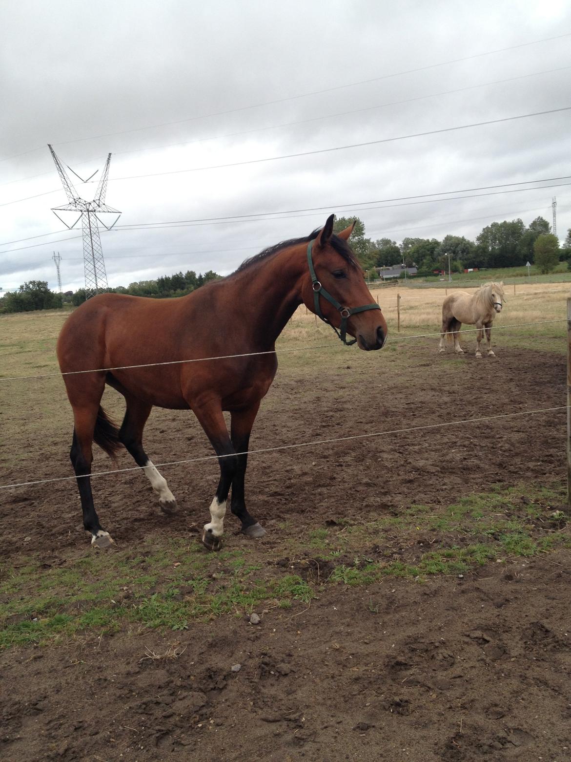 Pinto Søgård's midnight bliver kaldt diva billede 9