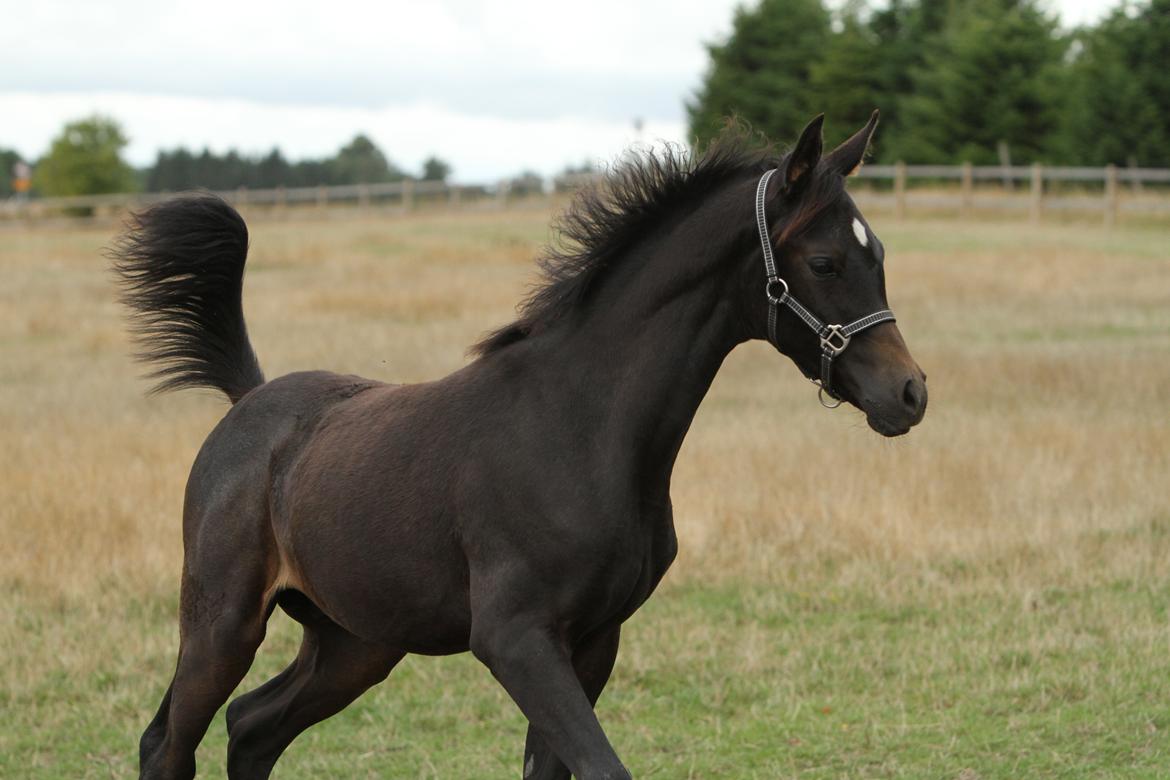 Arabisk fuldblod (OX) SAF Jamar Z - 3. september 2013 billede 38