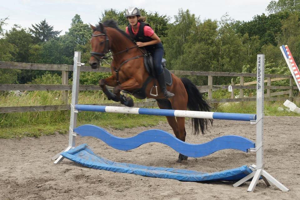 Hollandsk Sportspony Nike billede 5