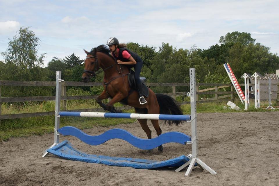 Hollandsk Sportspony Nike billede 7