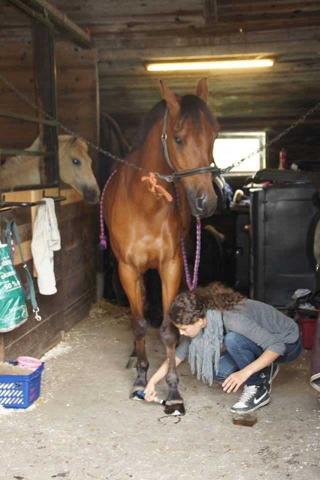 Hollandsk Sportspony Nike billede 8