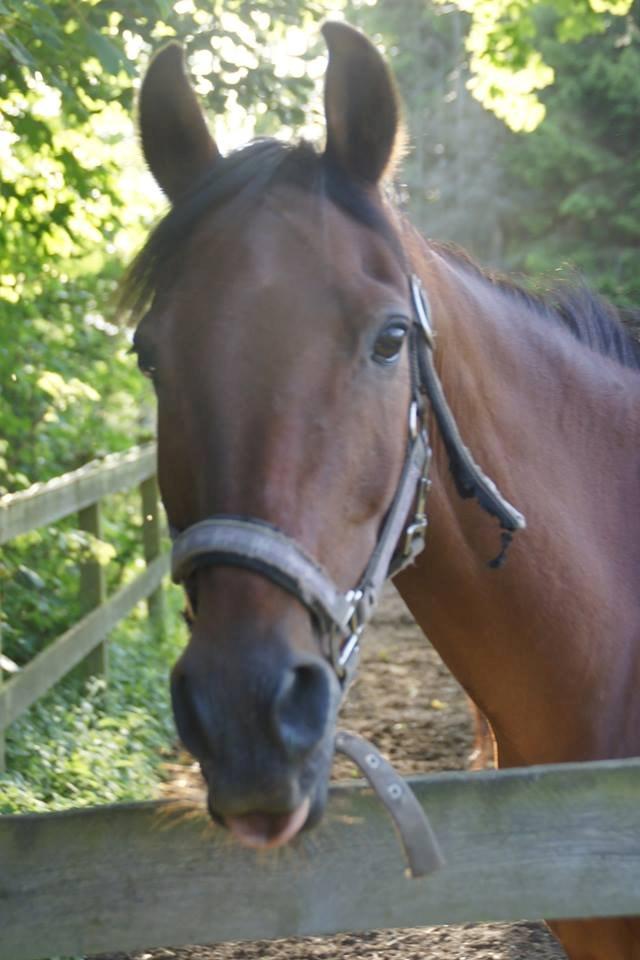 Hollandsk Sportspony Nike billede 10