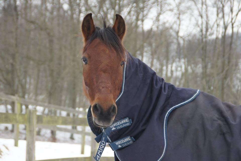 Hollandsk Sportspony Nike billede 6