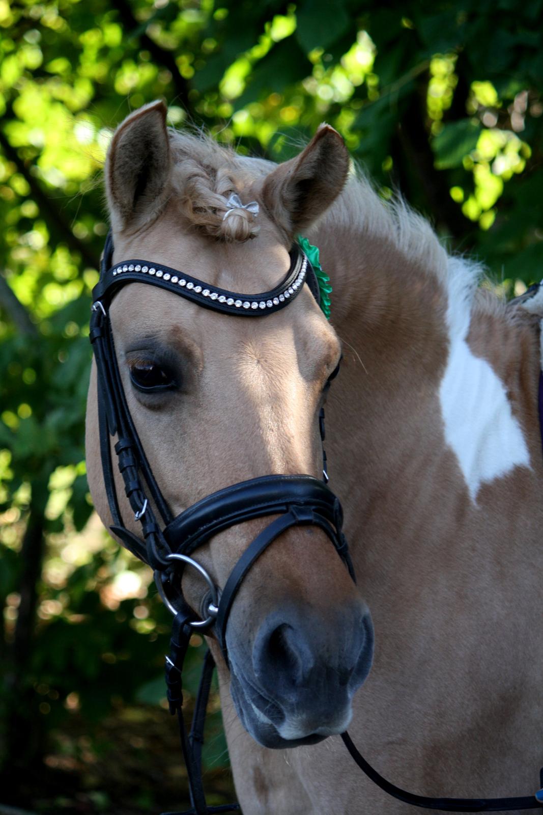 Anden særlig race Molly<3 - Velkommen til Molly's profil! :D billede 1