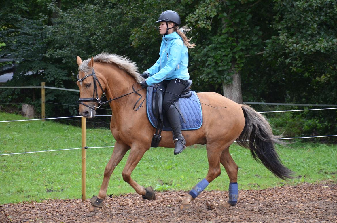 Hollandsk Sportspony Golden Star * B-pony* - Dressurtræning  på møllegården d. 1/9 2013 billede 14