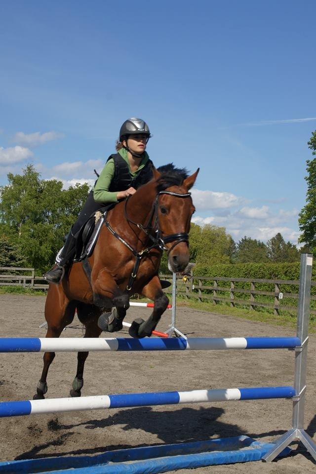 Hollandsk Sportspony Nike - meget gammelt billed :p billede 9