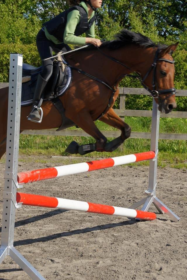 Hollandsk Sportspony Nike - meget gammelt billed :p billede 12