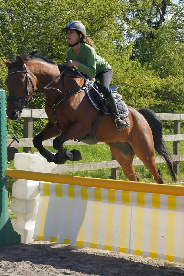 Hollandsk Sportspony Nike - meget gammelt billed :p billede 1