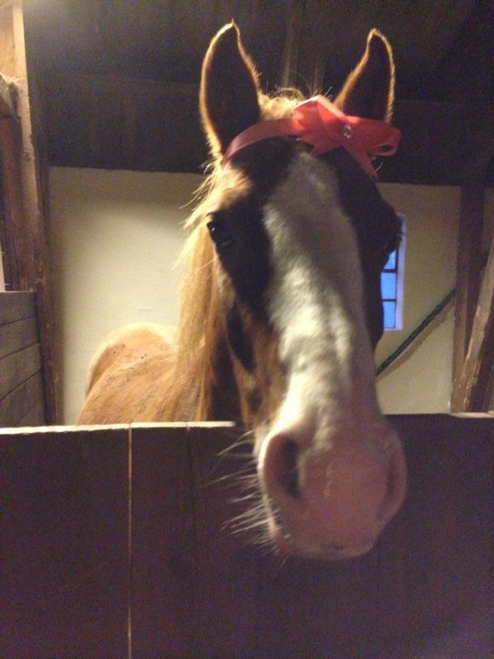 DSP Phønix "Lånepony" - Nurhhh... <3 Billede : Sofie F. billede 3