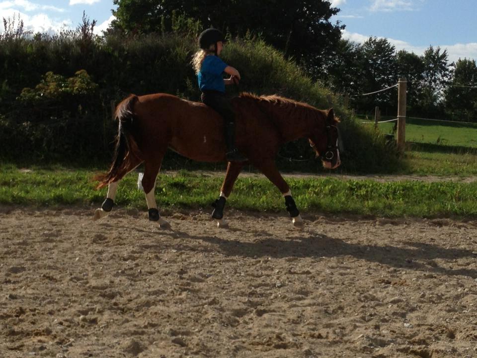 DSP Phønix "Lånepony" - Phønix og Caroline skridter af uden sadel :-D Billede: Sofie F. billede 13