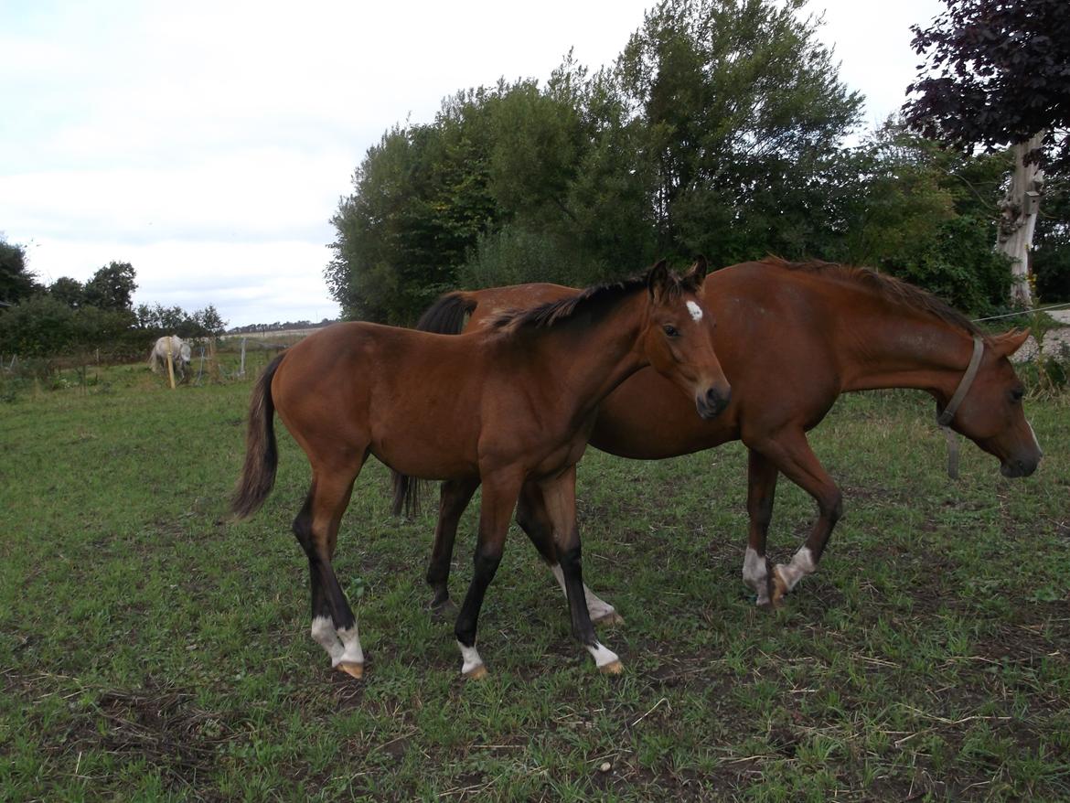 Trakehner Chowdanser - Chowdanser m. mor 3/9 13 billede 2