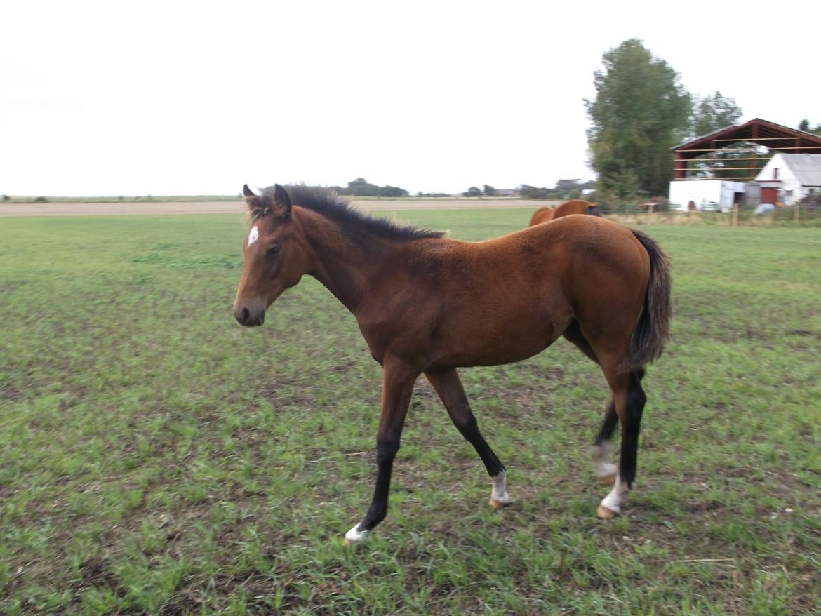 Trakehner Chowdanser - Fire måneder gammel. billede 3