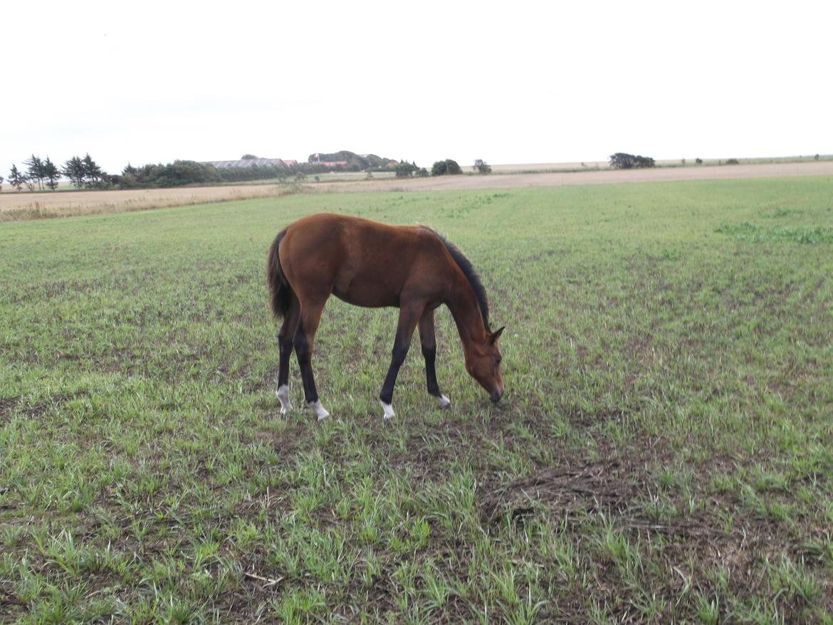 Trakehner Chowdanser - Chowdanser 3/9 13 billede 4