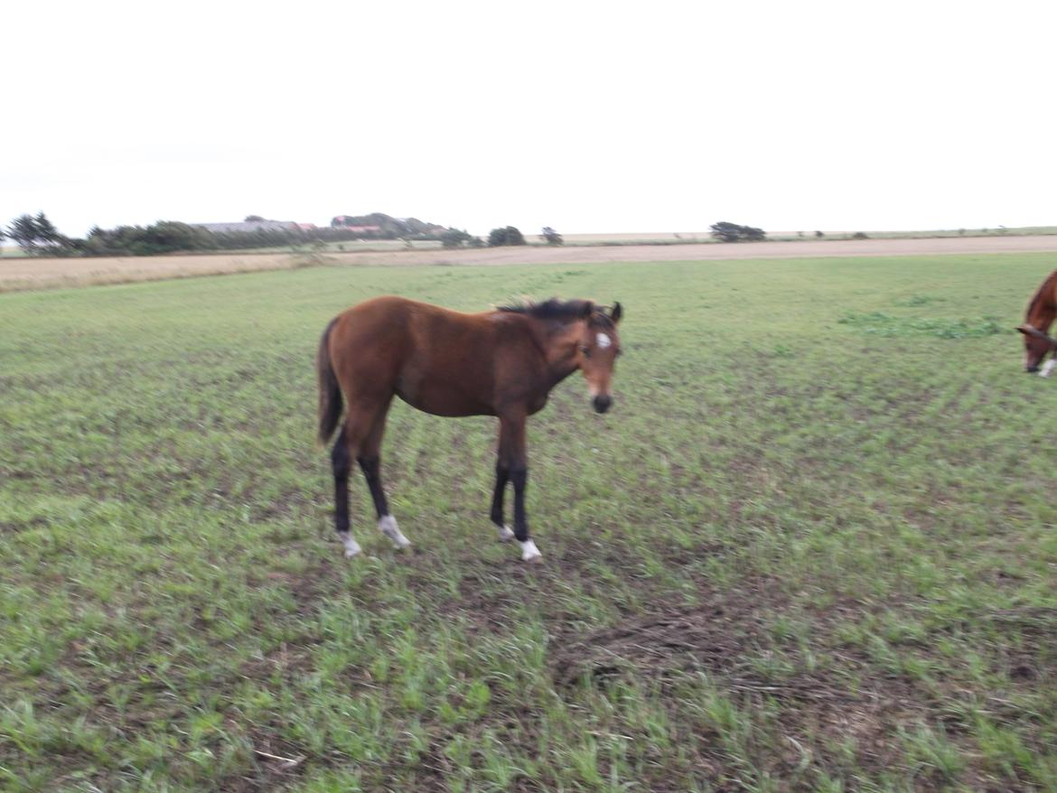 Trakehner Chowdanser billede 5