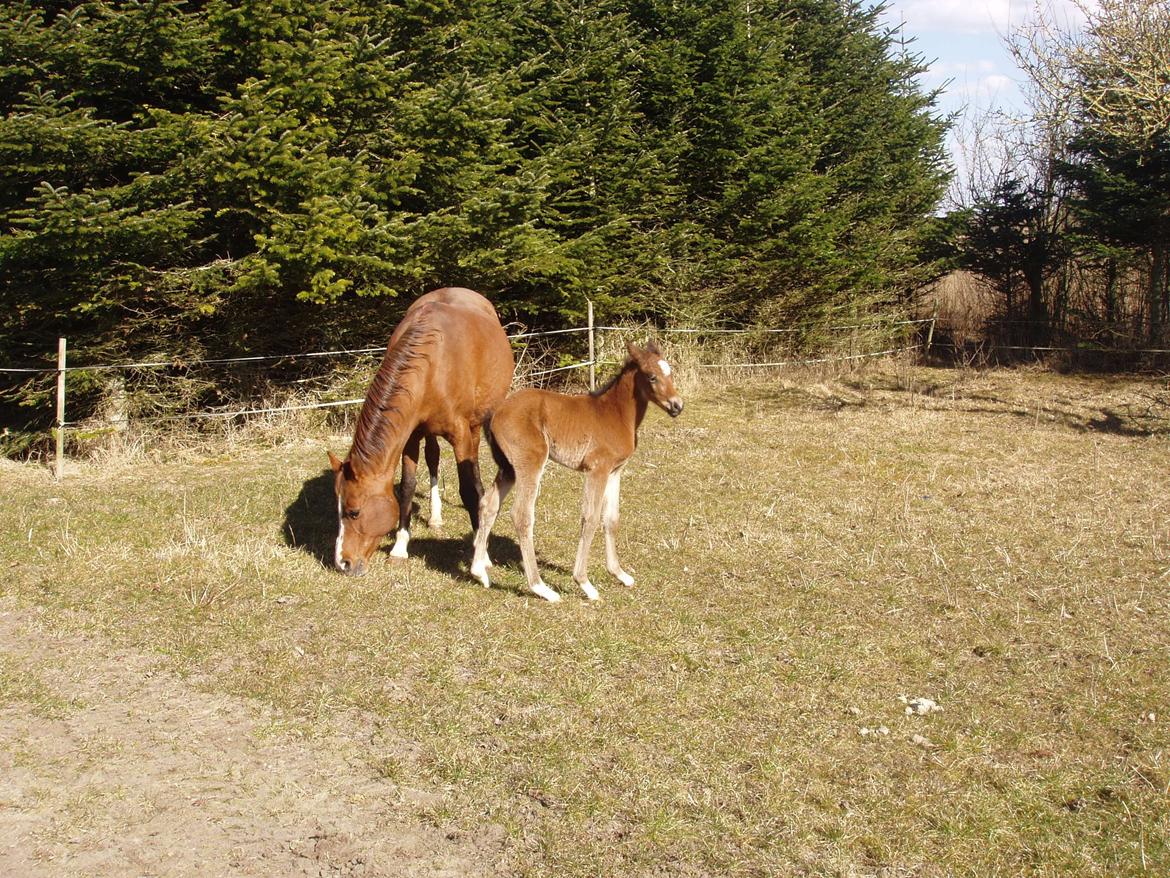 Trakehner Chowdanser - Chopiniana m. føl 1 dag gammel. billede 6
