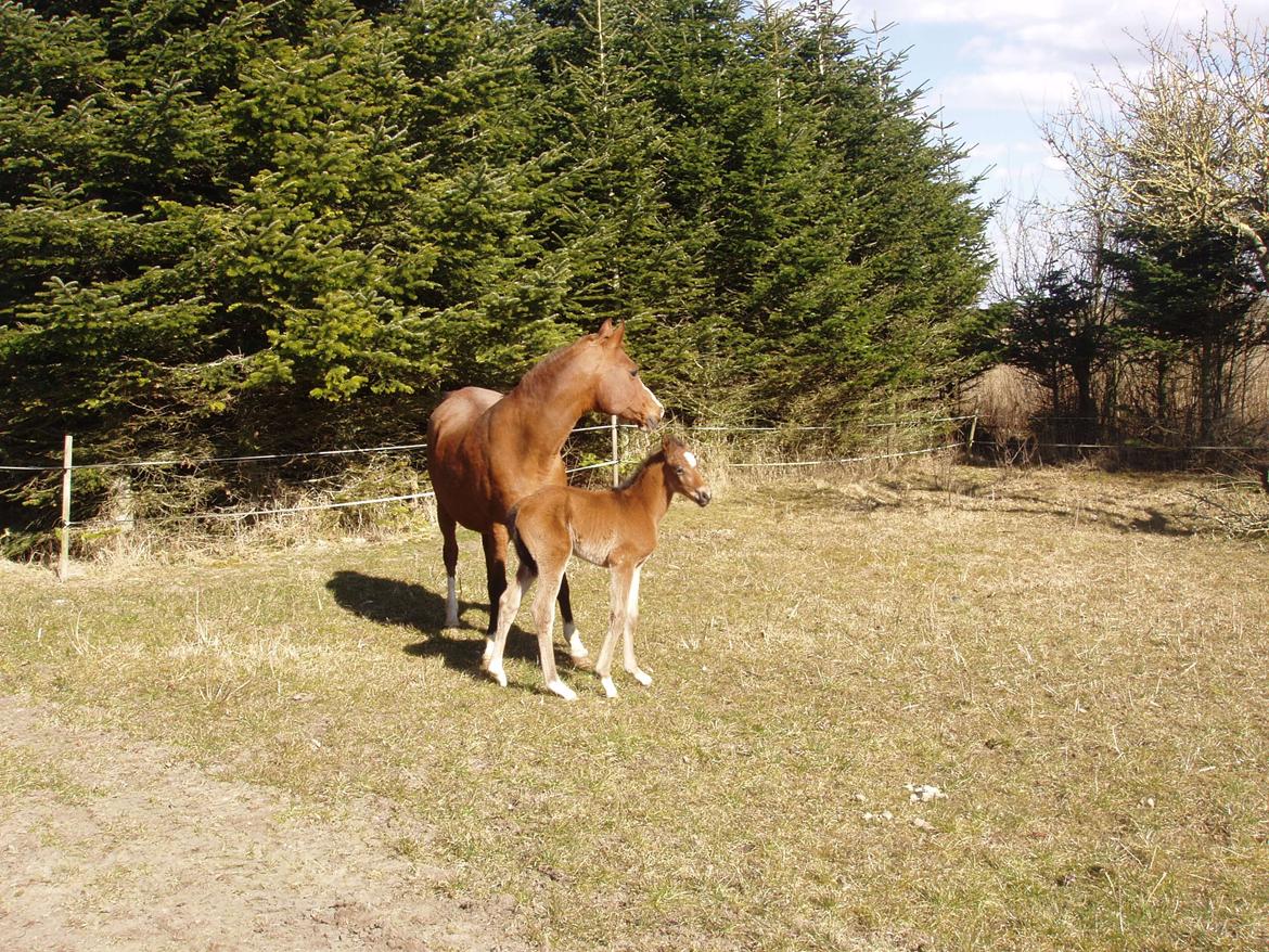 Trakehner Chowdanser - Ude første gang billede 7