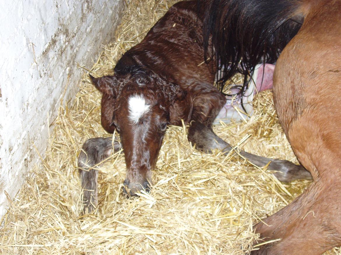 Trakehner Chowdanser - Chowdanser fødes 2/4 13 billede 8