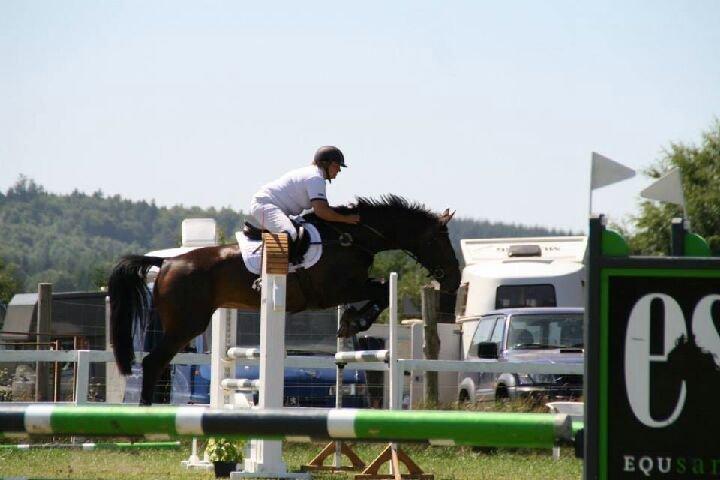 Oldenborg sentinali af danevang billede 18