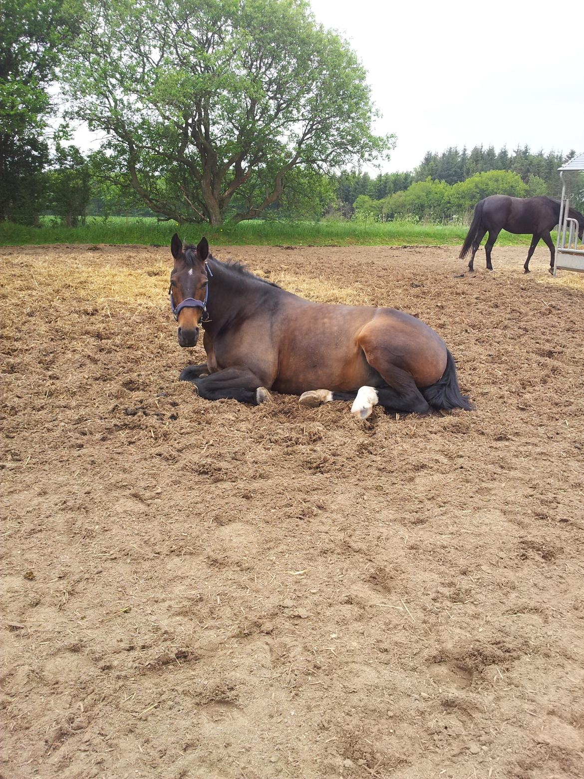 Oldenborg sentinali af danevang billede 20