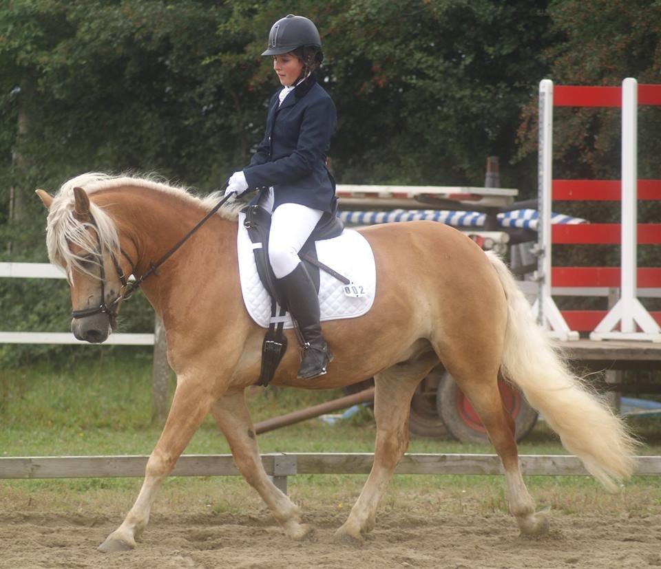 Haflinger Sandy van de Lohöfte (Balder) - LB1, April 2013 billede 13
