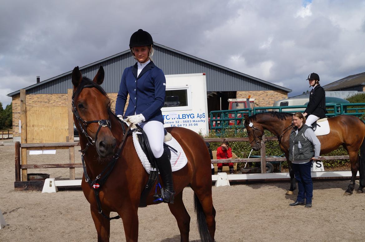 Dansk Varmblod CAMMELOT - Stævne i Glamsbjerg d. 31 august 2013 billede 19