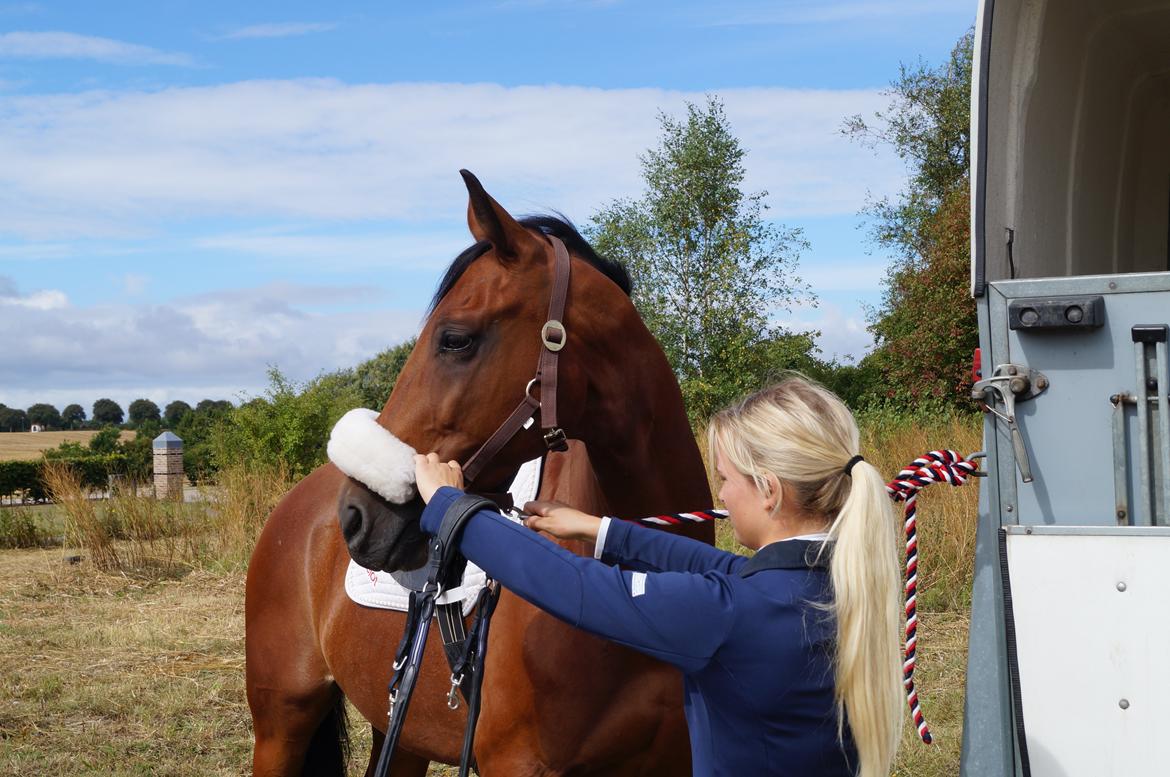 Dansk Varmblod CAMMELOT billede 7