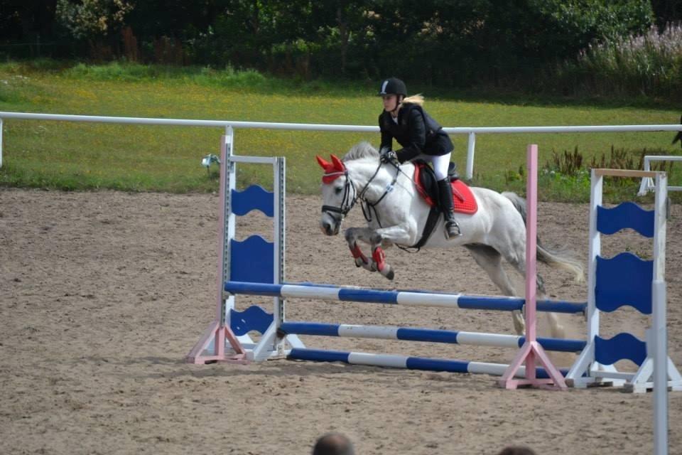 Anden særlig race Cæsar billede 7