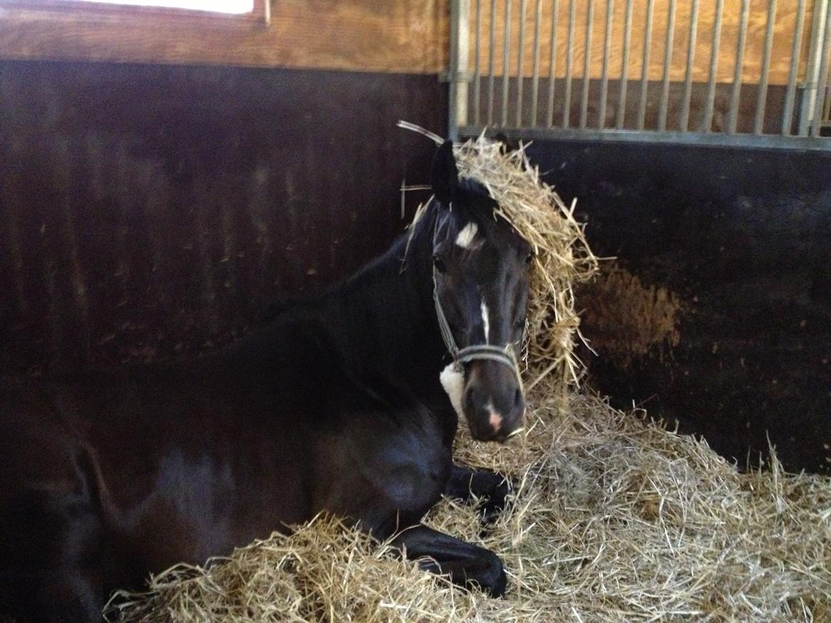 Dansk Varmblod Sazkibard S - MinShishKebab<3 - Charme, selvtillid og..... lækkert hår? ;) billede 19
