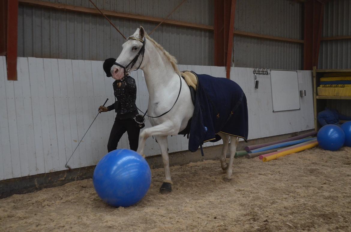 Lipizzaner Africa billede 7