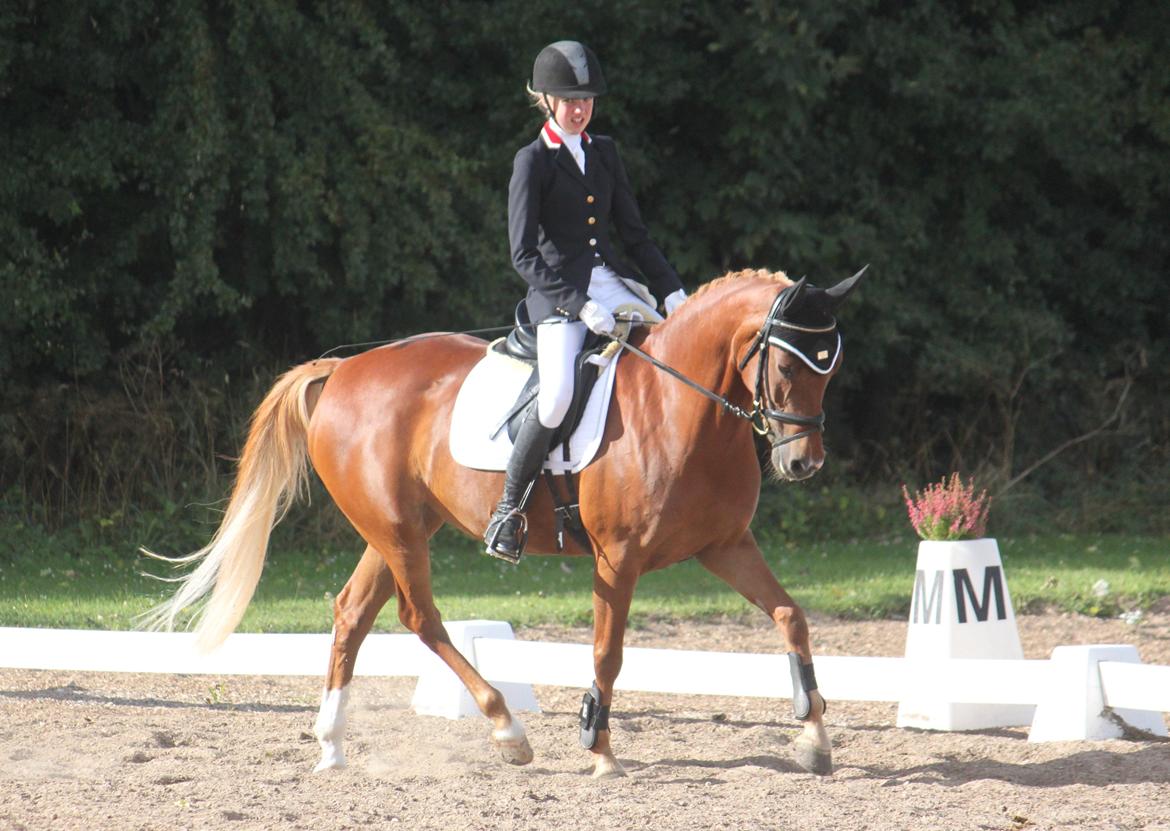 Tysk Sportspony Drambuie 9 *B-Pony* - Louise & Drambuie opvarmer til Drambuies tredje dressurstævne, hvor de blev distriktsmester for hold i dressur 2013! D. 1/9-13. Foto: Mig billede 25