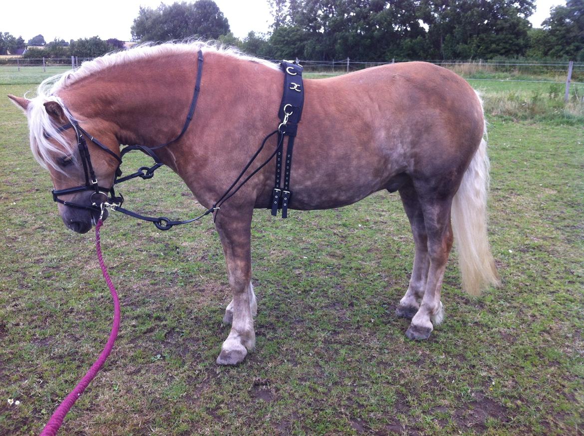 Haflinger RIDEDYRET ALADDIN - 5års billede 28