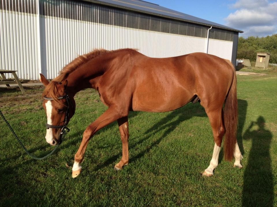 DSP Rafinik  billede 2