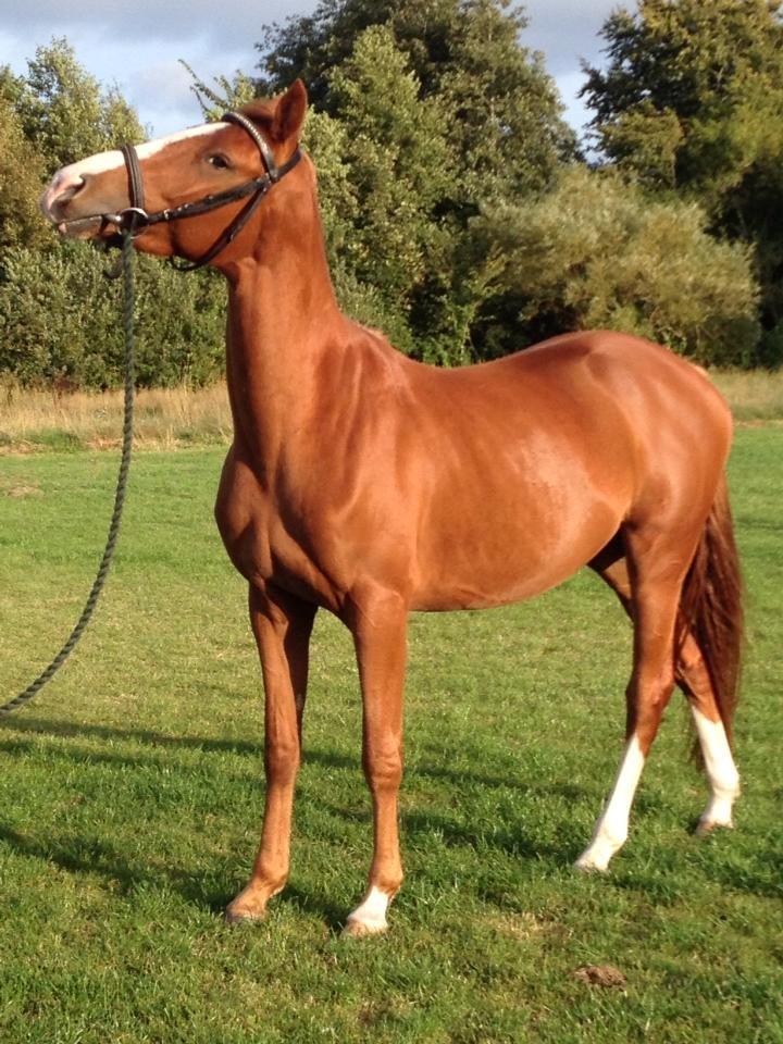 DSP Rafinik  billede 1