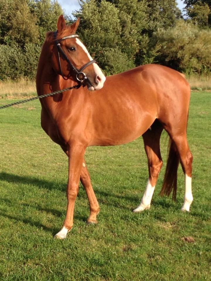 DSP Rafinik  billede 9